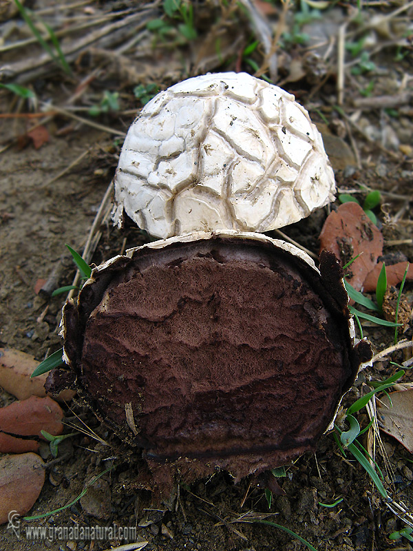 Calvatia cyathiformis fase madura . Hongos de Ganada.Grananada natural