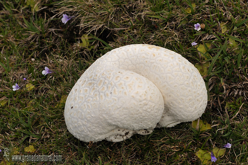 Calvatia cyathiformis fase joven. Hongos de Granada