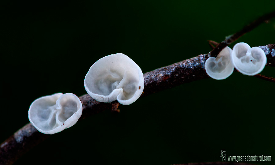 Campanella caesia. Hongos de Granada