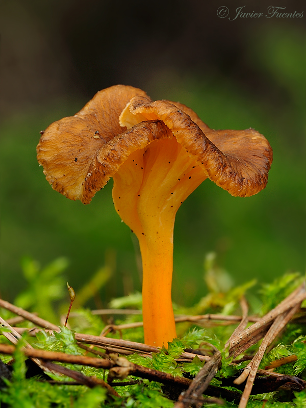 Cantharellus lutencens Persoon: Fries. Hongos de Granada