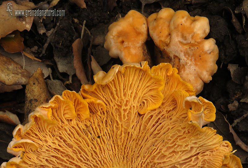 Cantharellus pallens Pilt 1959. Hongos de Granada