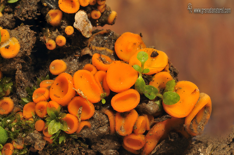 Cheilymenia sp. Ascomycetes de Granada