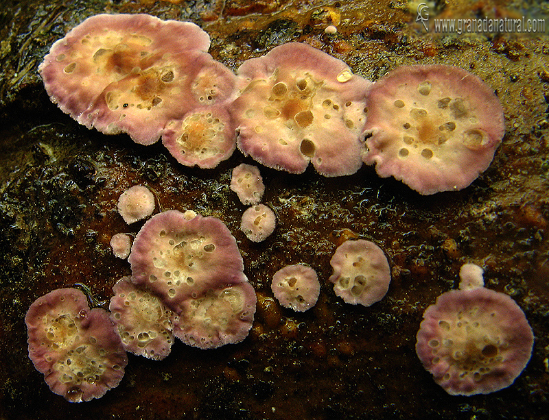 Chomdrostereum purpureum. Hongos de Granada