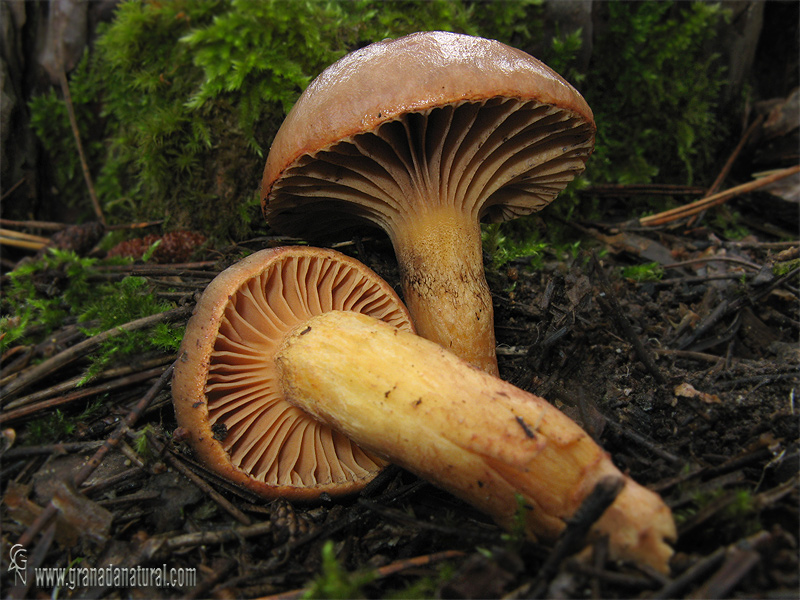 Chroogomphus rutilus. Hongos de Granada