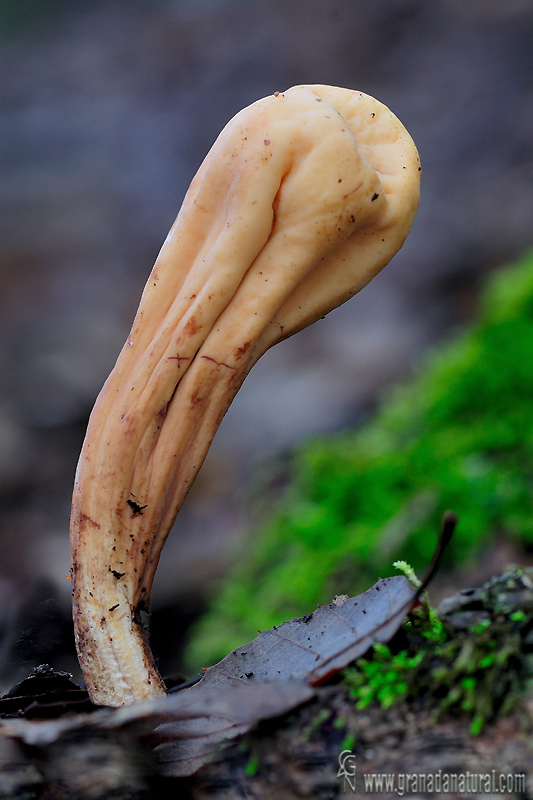 Clavariadelphus pistillaris. Aphyllophorales de Granada