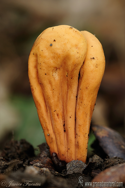 Clavariadelphus pistillaris (Fr.) Donk. Hongos de Granada