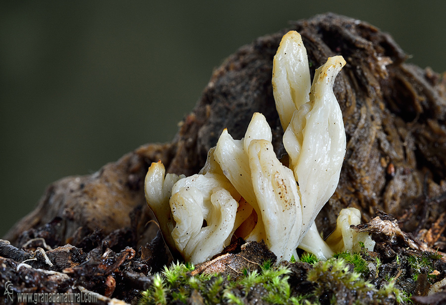 Clavulina rugosa 2 . Ascomycetes de Granada