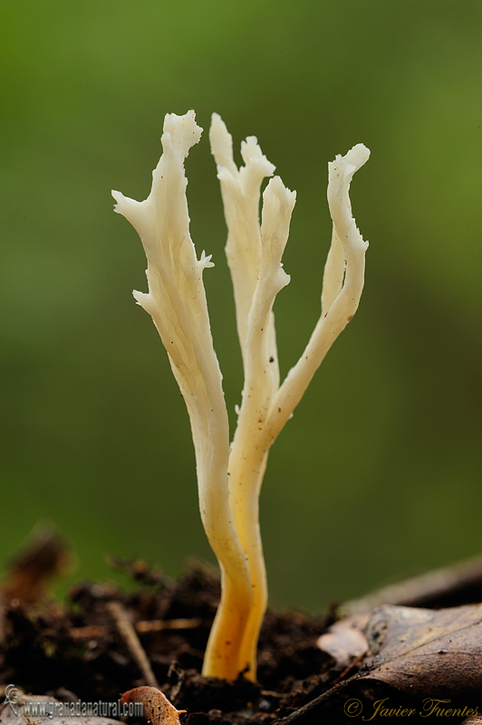 Clavulina cristata Holmsk.) J. Schrt. Hongos de Granada