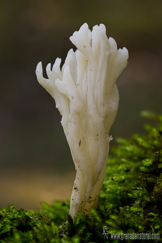 Clavulina rugosa . Hongos de Granada