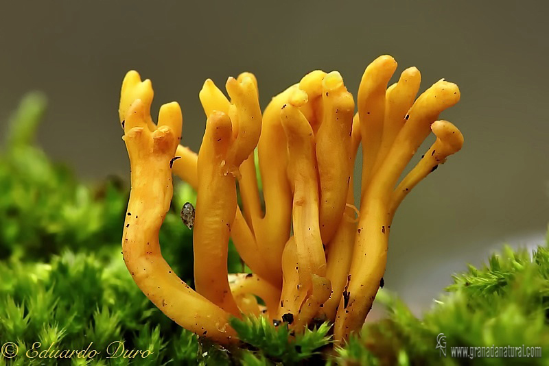 Clavulinopsis corniculata (Schaeff.) Corner. Hongos de Granada