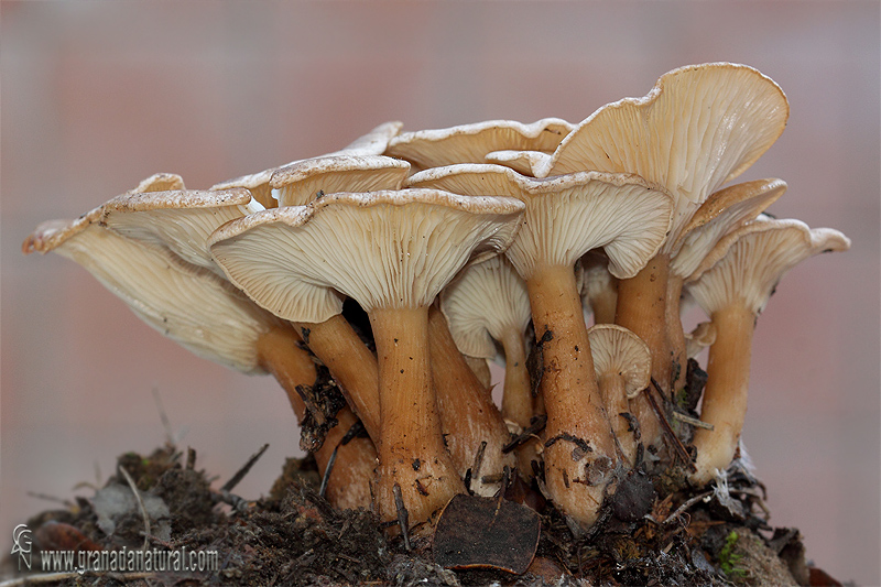 Clitocybe gibba. Hongos de Granada