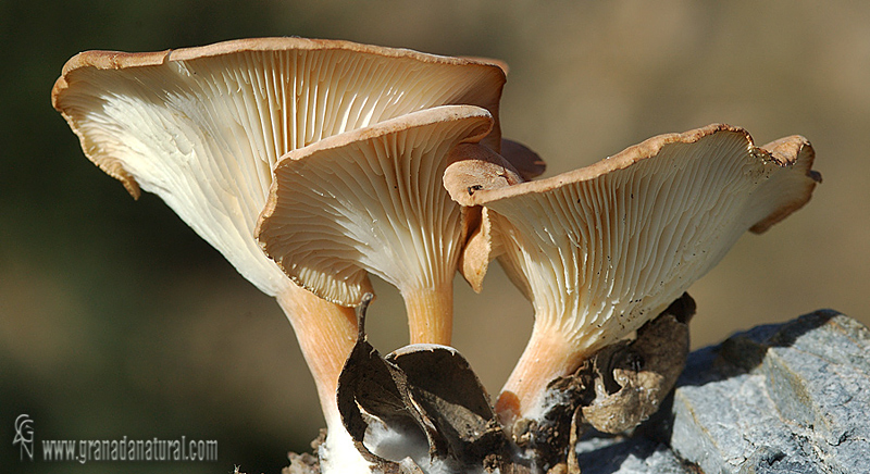 Clitocybe inversa