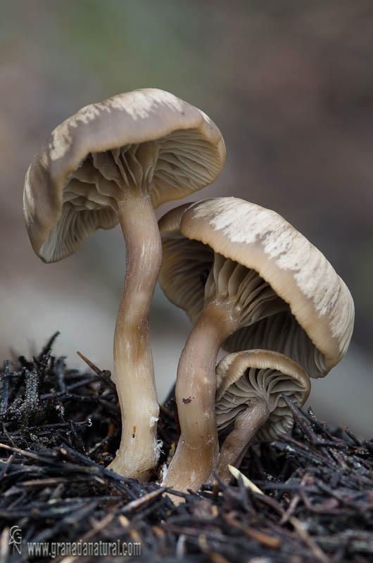 Clitocybe lituus. Hongos de Granada