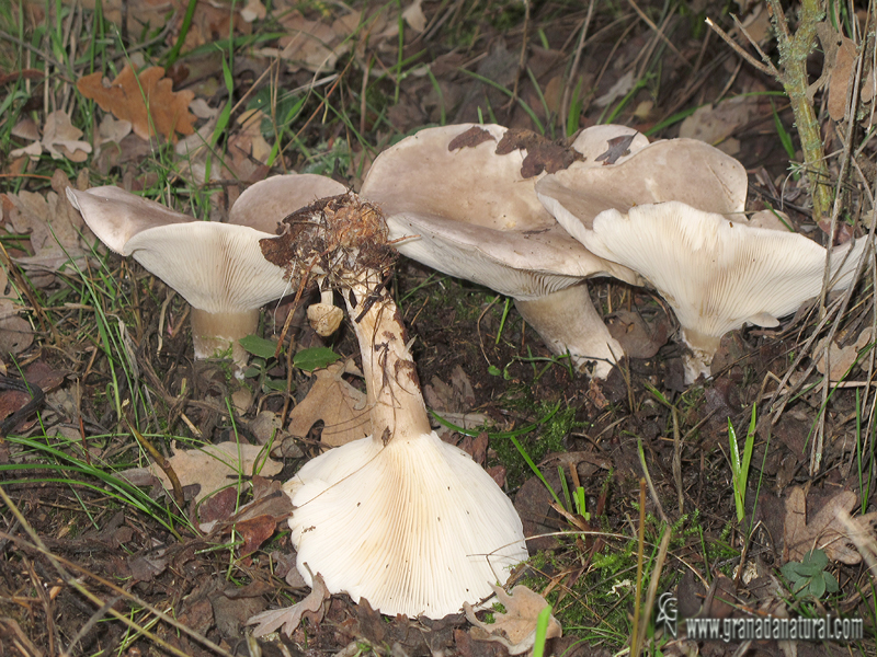 Clitocybe geotropa var. maxima . Hongos de Granada