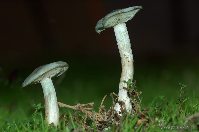 Clitocybe odora 1 . Setas de Granada