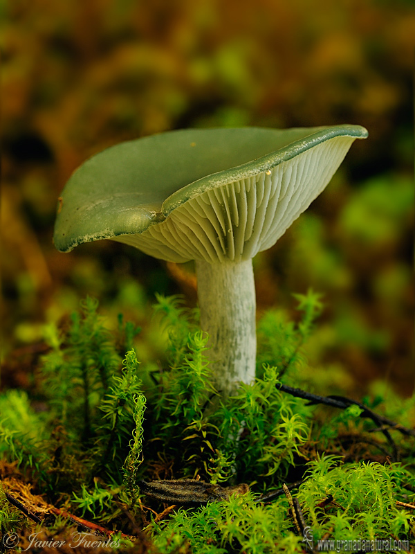 Clitocybe odora ( Bull., Fr) Kummer. Setas de Granada