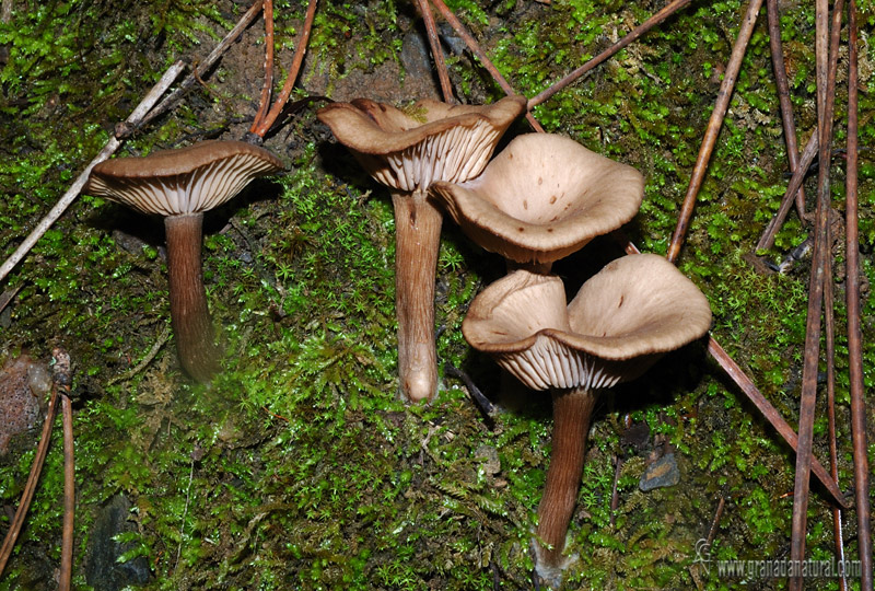 Pseudoclitocybe cyathiformis ( Bull.) Singer 1956. Setas de Granada