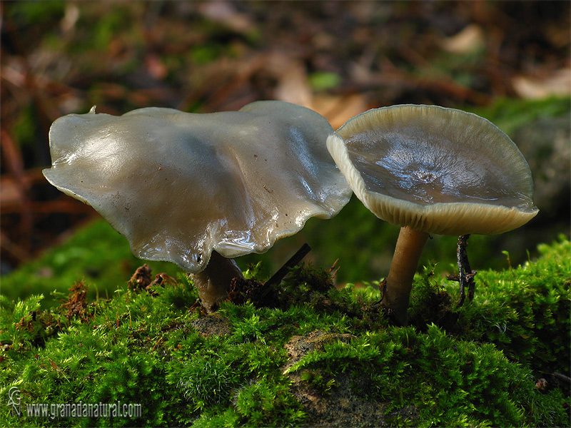 Clitocybe odora 4