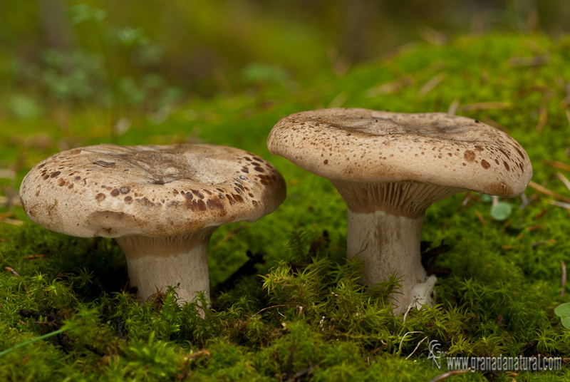 Clytocibe alexandrii. Hongos de Granada