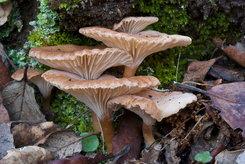 Clitocybe costata. Hongos de Granada