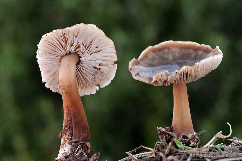 Collybia butyracea ( Bull:.Fr.) Kumm. Hongos de Granada