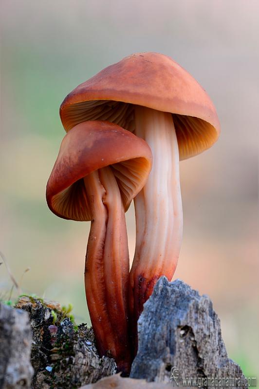 Collybia fusipes (Bull. ex Fr.) Quel.  Hongos de Granada