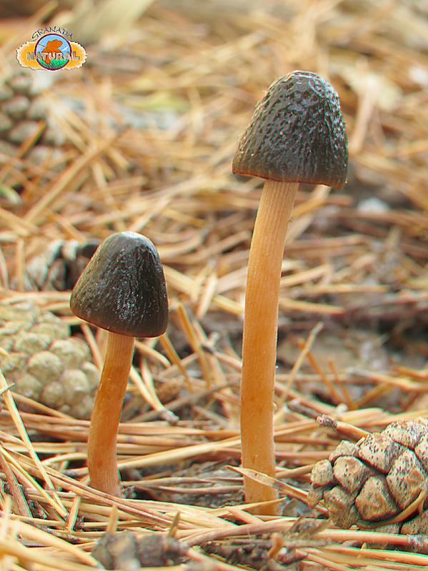 Conocybe sp. Hongos 3D Granada