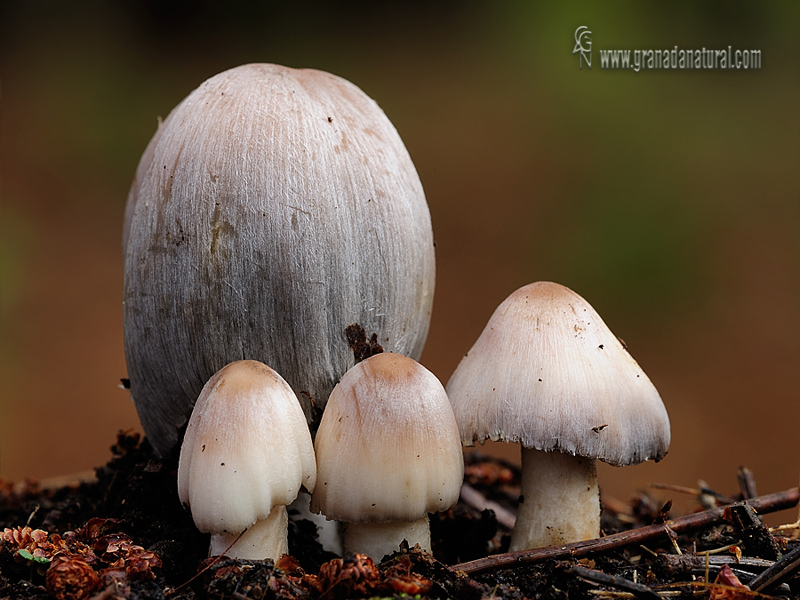 Coprinus atramentarius (Bull.: Fr.).Hongos de Granada