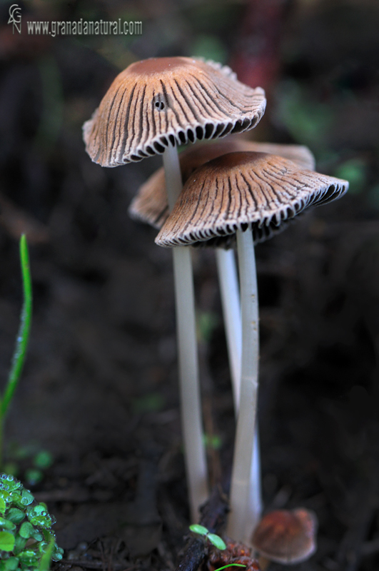 Coprinus auricomus Pat. Hongos de Granada.