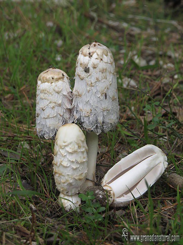 Coprinus comatus, corte. Hongos de Granada