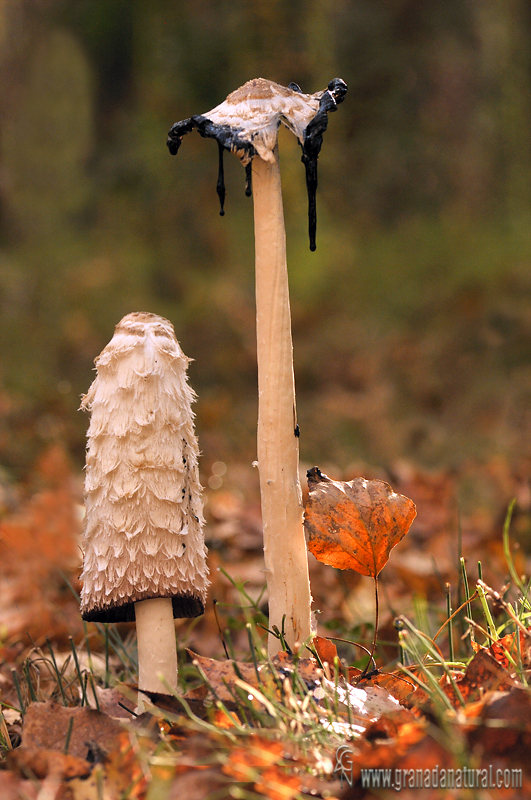 Coprinus comatus otoal. Hongos de Granada