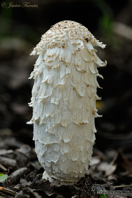 Coprinus comatus ( Mll.:Fr) S.F. Gray.  Setas de Granada