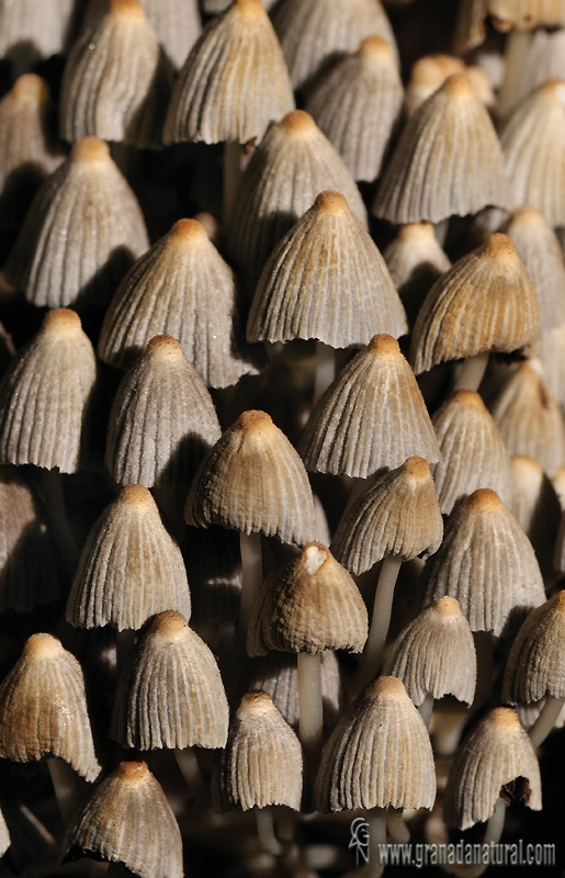 Coprinus disseminatus ( detalle)