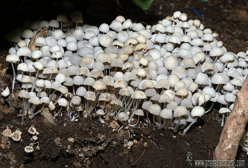 Coprinus disseminatus. Setas de Granada. Granada natural