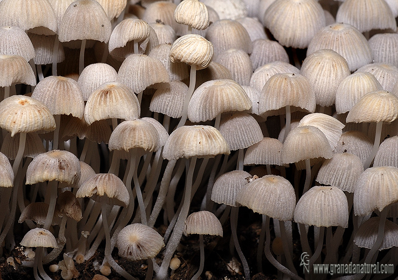 Coprinus disseminatus 1. Hongos de Granada. Granadanatural.