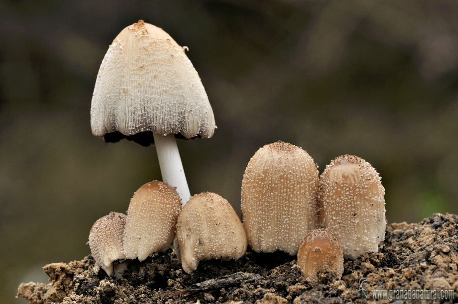 Coprinus domésticus ( grupo)