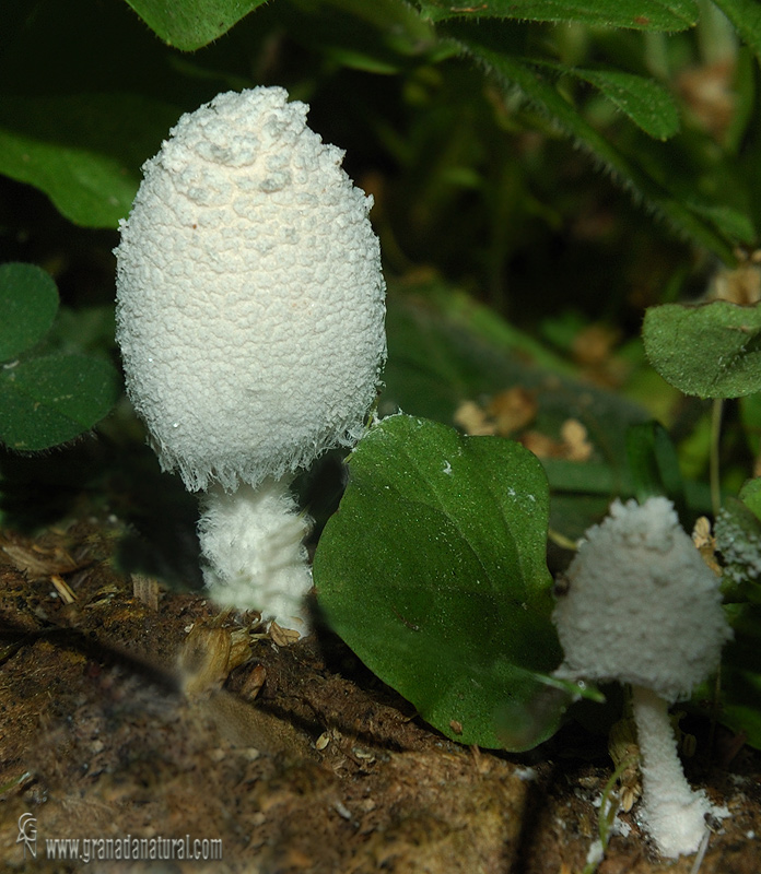 Coprinus niveus hábitat. Hongos de Granada