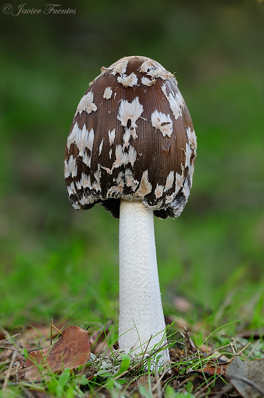 Coprinopsis picacea . Hongos de  Granada