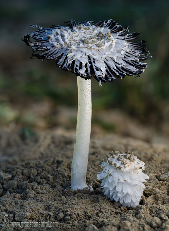 Coprinus xerophilus. Hongos de Granada