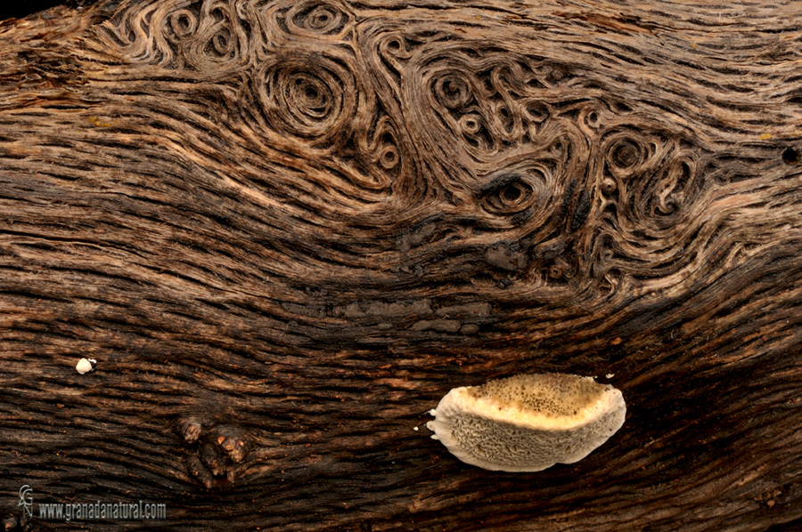 Coriolopsis gallica . Aphyllophorales de Granada