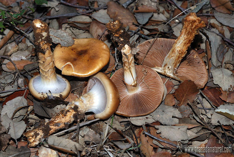 Cortinarius trivialis láminas y corte. Hongos de Granada