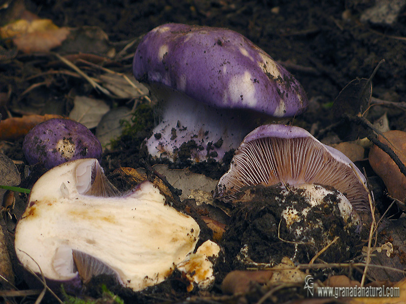 Cortinarius caerulescens corte. Hongos de Granada