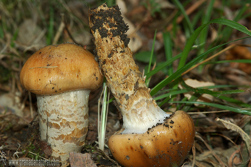 Cortinarius trivialis