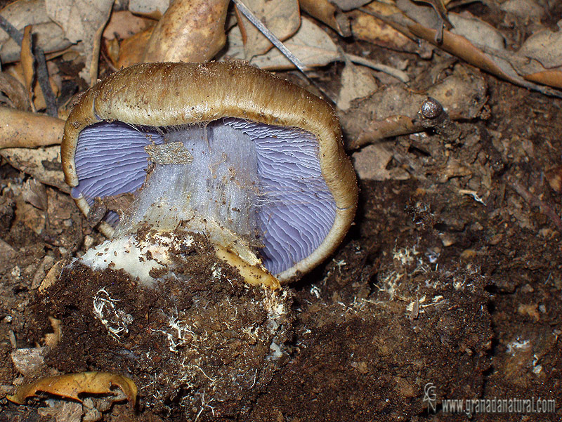 Cortinarius caerulescens. Hongos de Granada.