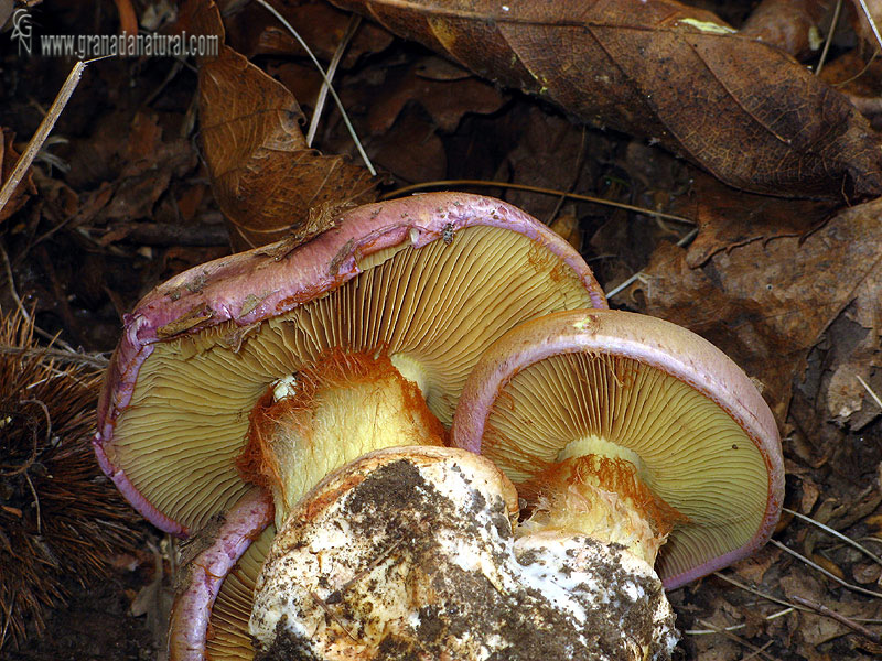 Cortinarius xanthophillus( himenio y pié). Setas de Granada