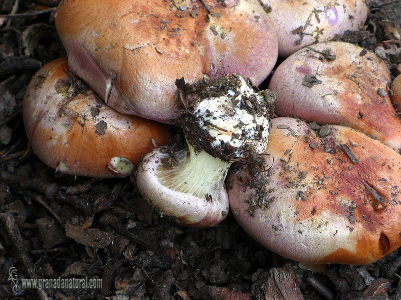 Cortinarius xanthophillus sombreros. Setas de Granada