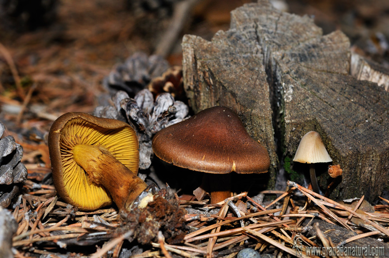 Cortinarius croceus. Setas de Granada