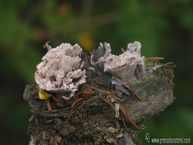 Cotylidia pallida (Pers.) Boidien 1959. Aphyllophorales de Granada