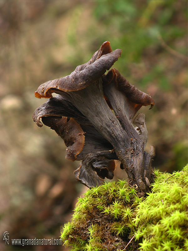 Craterellus cornucopioides  (L. ex Fr.) Persoon. Hongos de Granada