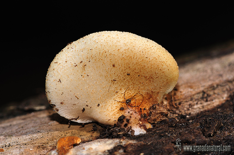 Crepidotus mollis var. squamulosus Cout cutcula